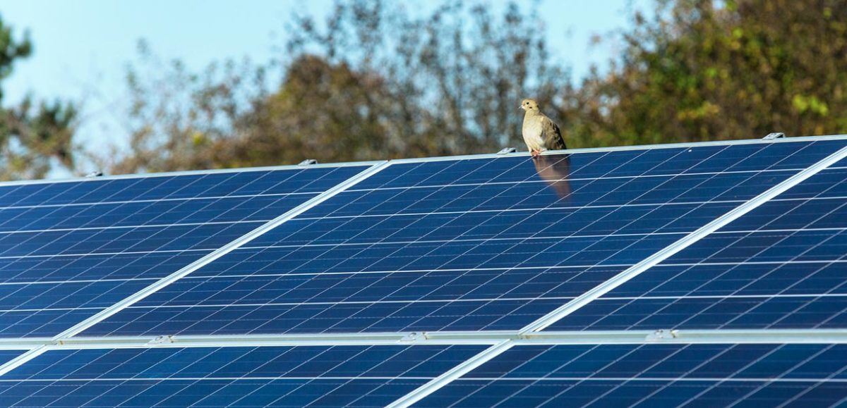solar panels solar modules